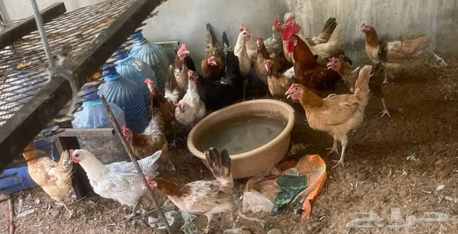 دجاج للبيع 1