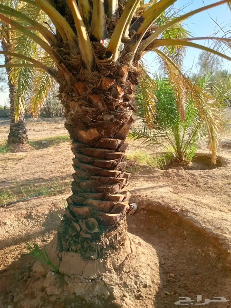 نخل الطول من 4 امتار الى 6 امتار العدد 60 نخله 2