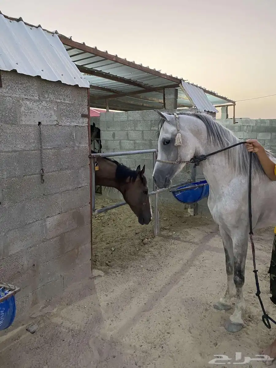 حصان شعبي فااخر 3