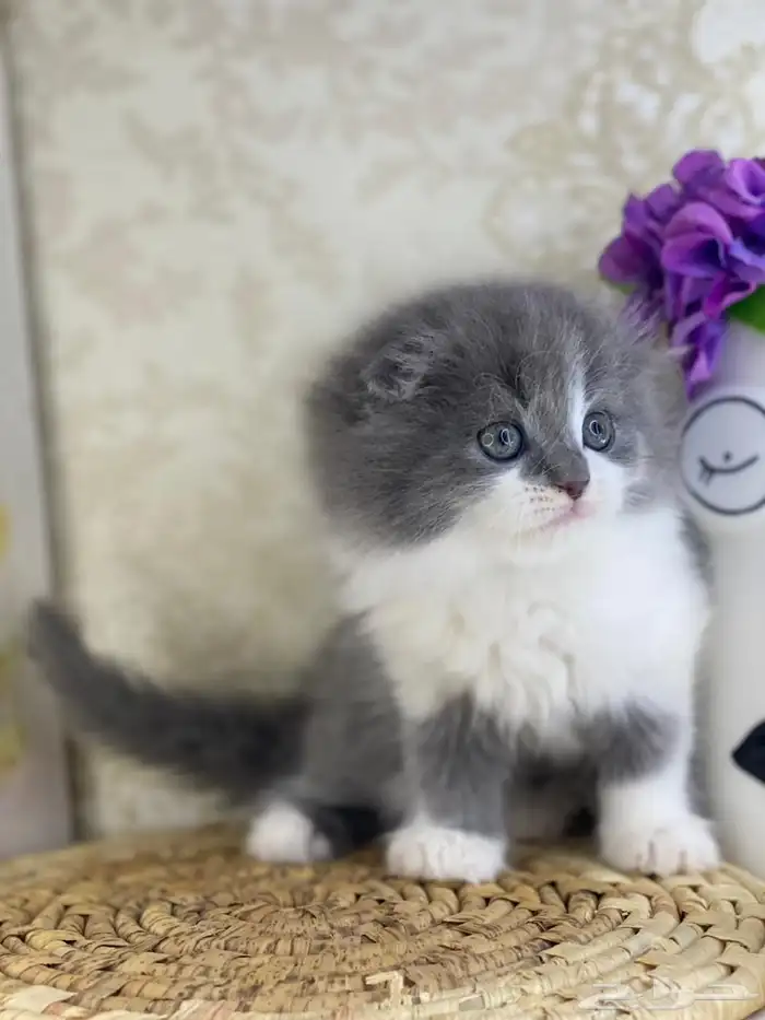 قطط سكوتش فولد قطط باندا قطط بيكي فيس هاف بيكي بيرشن قطه قط 6