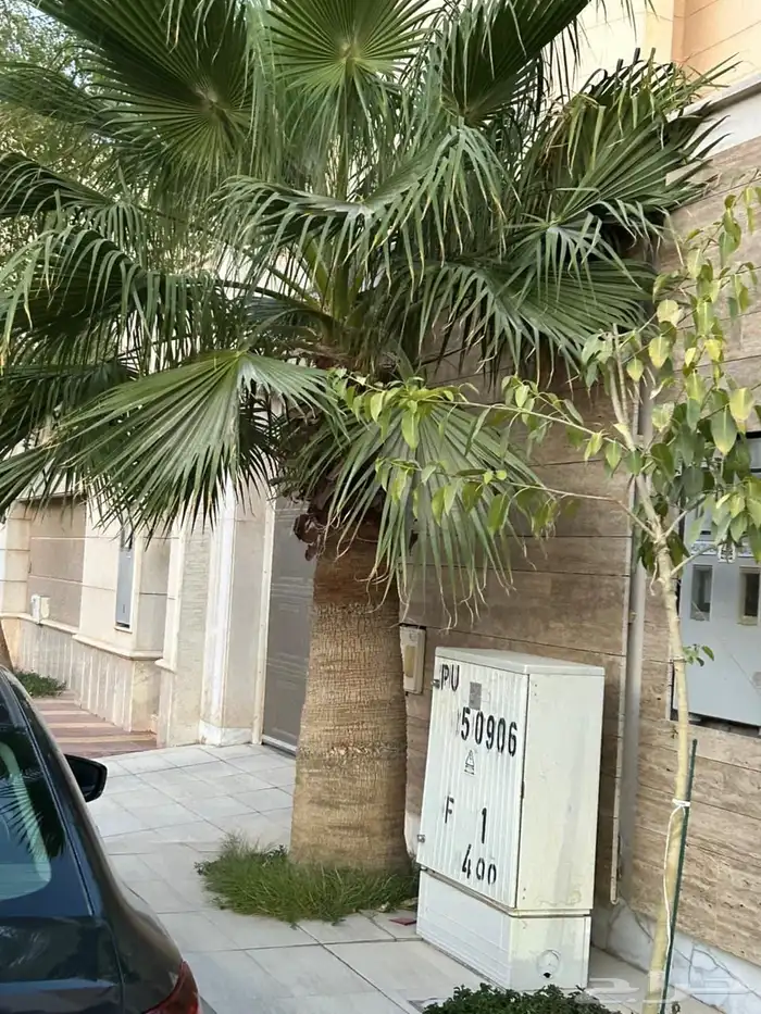 نخله واشنطونيه مجانا 0
