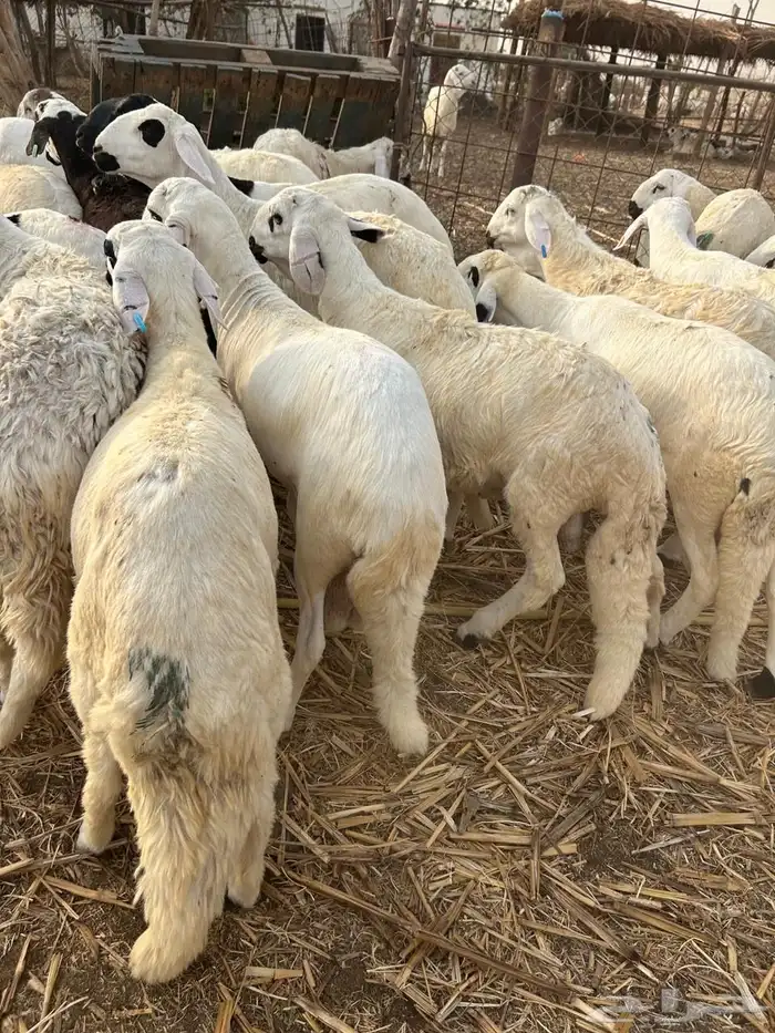سواكني للأفراح والمناسبات 1200 2