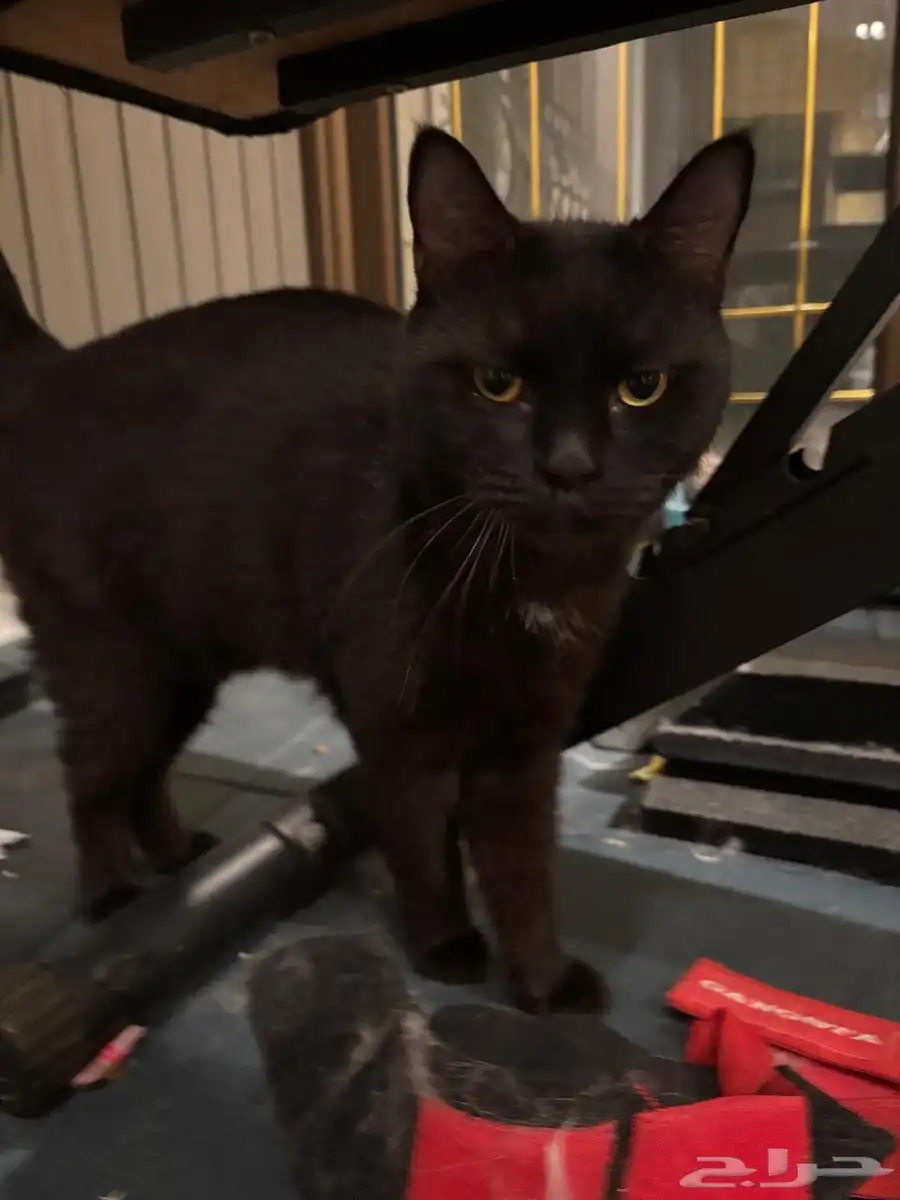 Five Healthy  Trained Cats Full set of supplies-Urgent Sale 6
