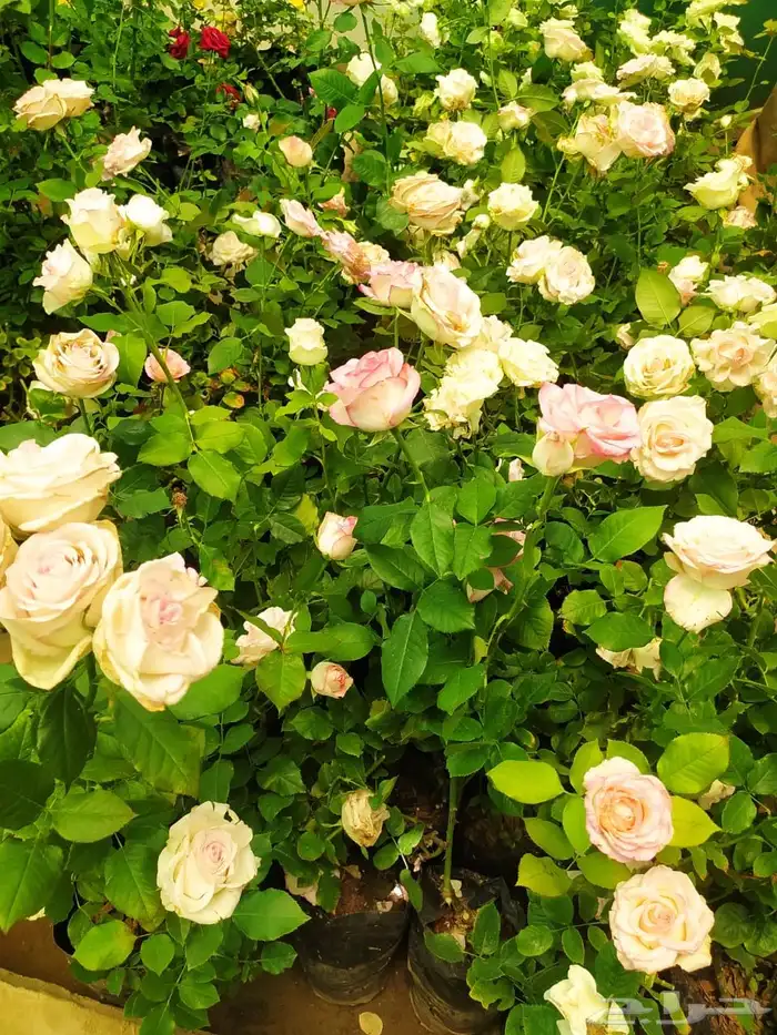 شتلات جوري بالوان روعه 0