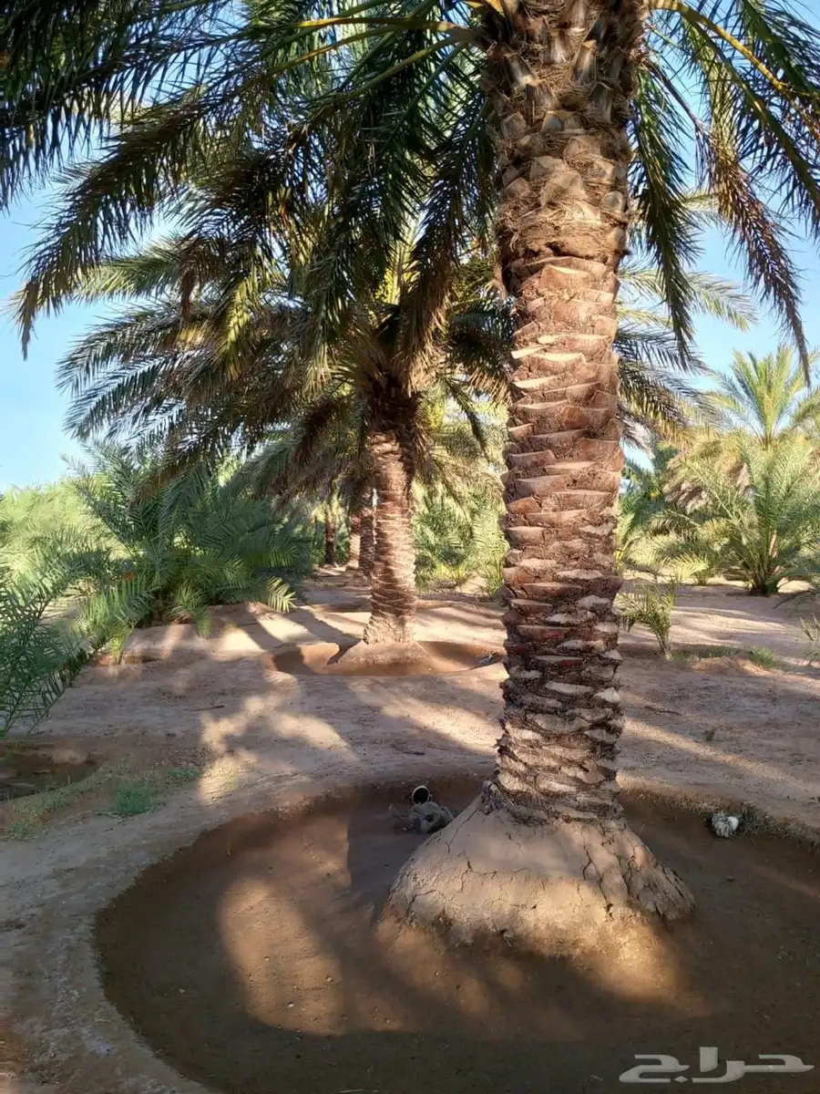 نخل الطول من 4 امتار الى 6 امتار العدد 60 نخله 1