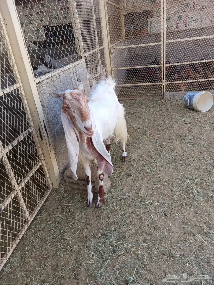 عنز متبع بتيس 0