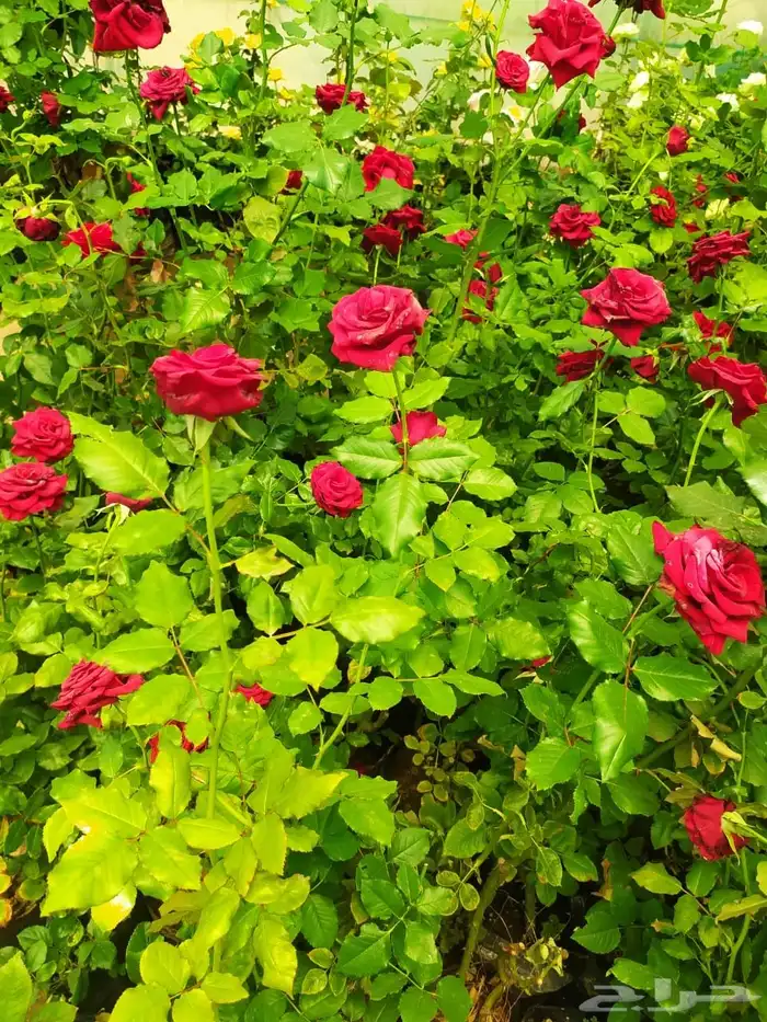 شتلات جوري بالوان روعه 1