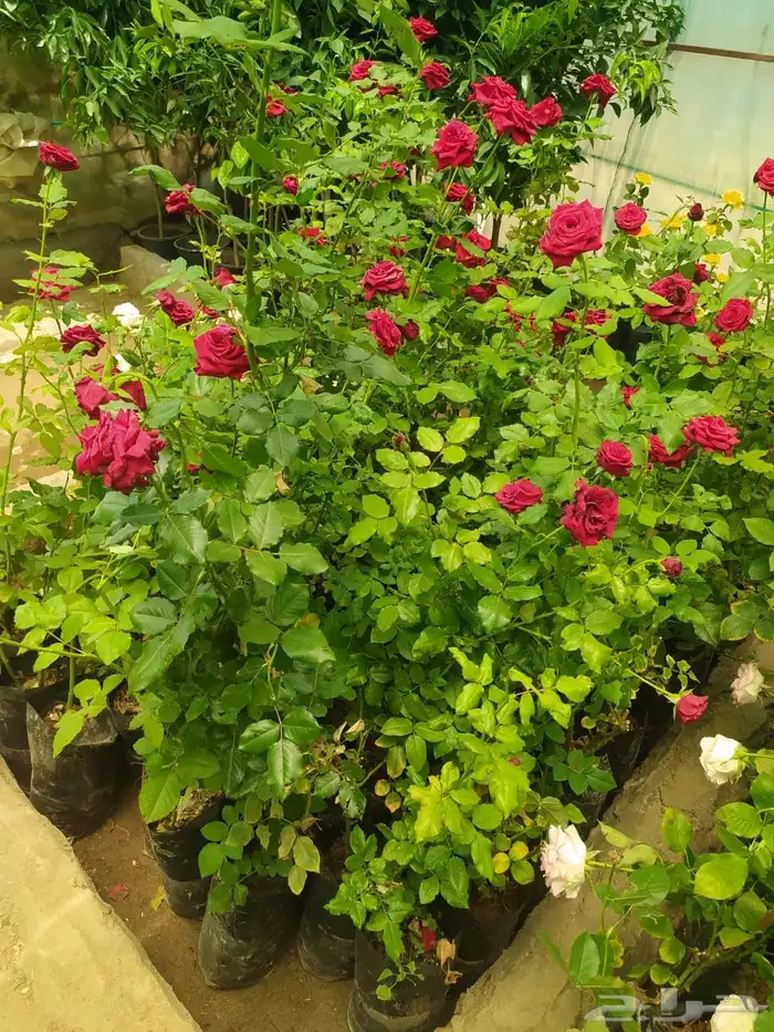 شتلات جوري بالوان روعه 2