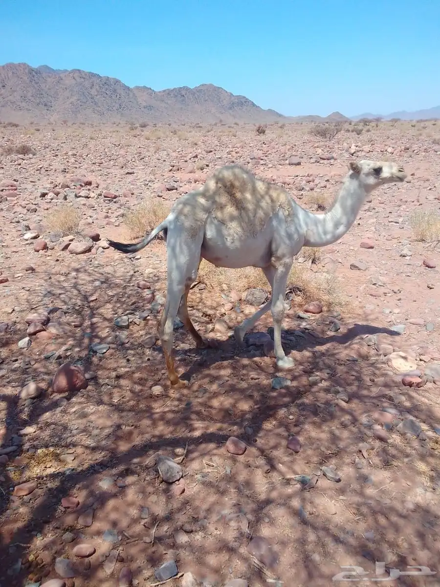 قعود مفرود للبيع 0