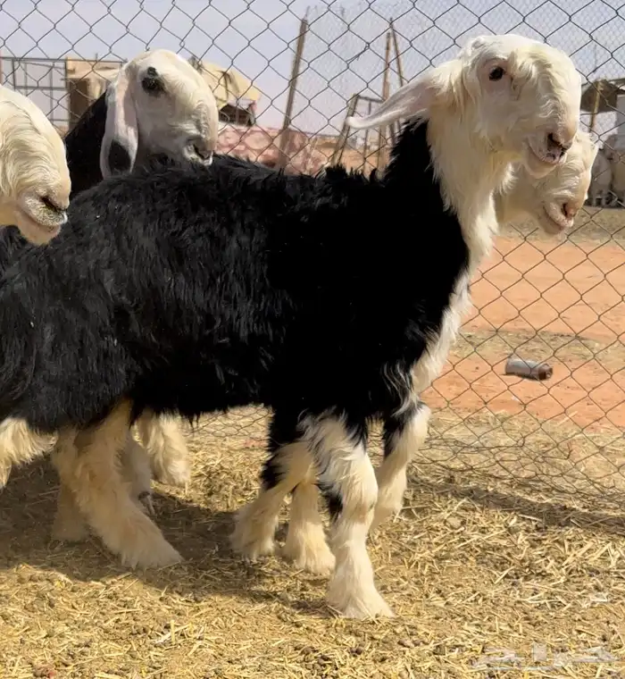 طليان نجد خصم مشاريع 2