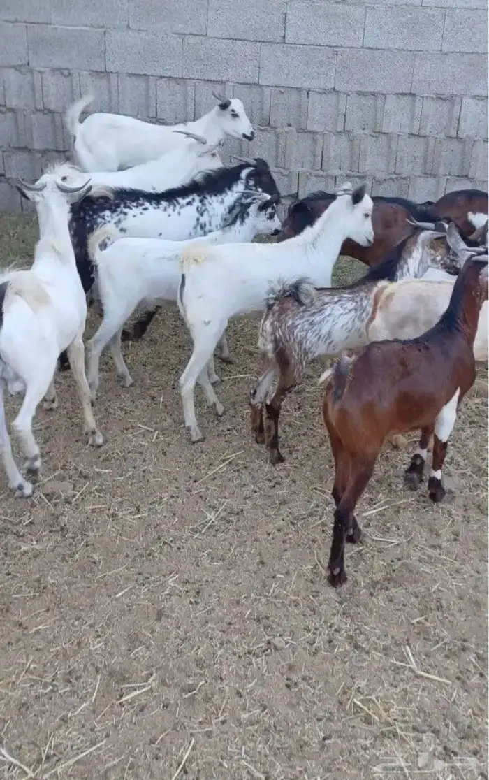تيوس يمانيه على الشرط 2