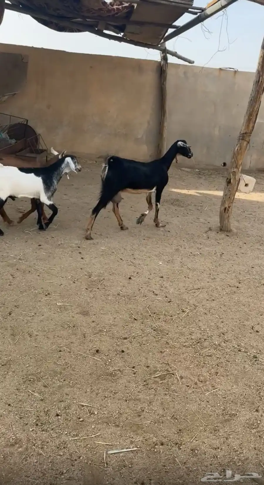 عناق حواء عليها تيسين 1