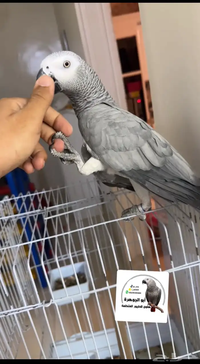 ببغاء كاسكو تم البيع .. 6