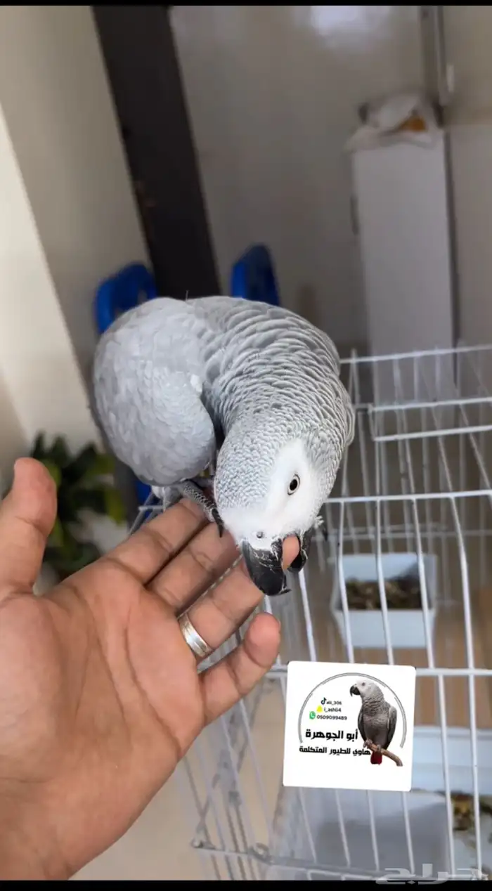 ببغاء كاسكو تم البيع .. 5