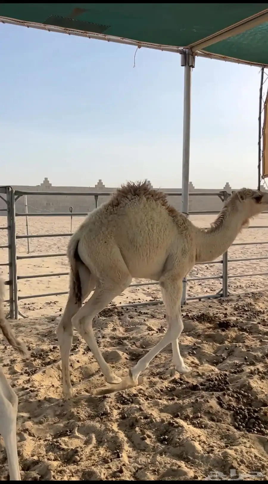 للبيع قعدان اربع شهور ونص فل 4