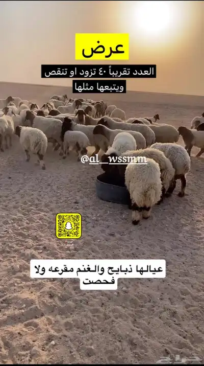 غنم مطافيل عيالها ذبايح 1