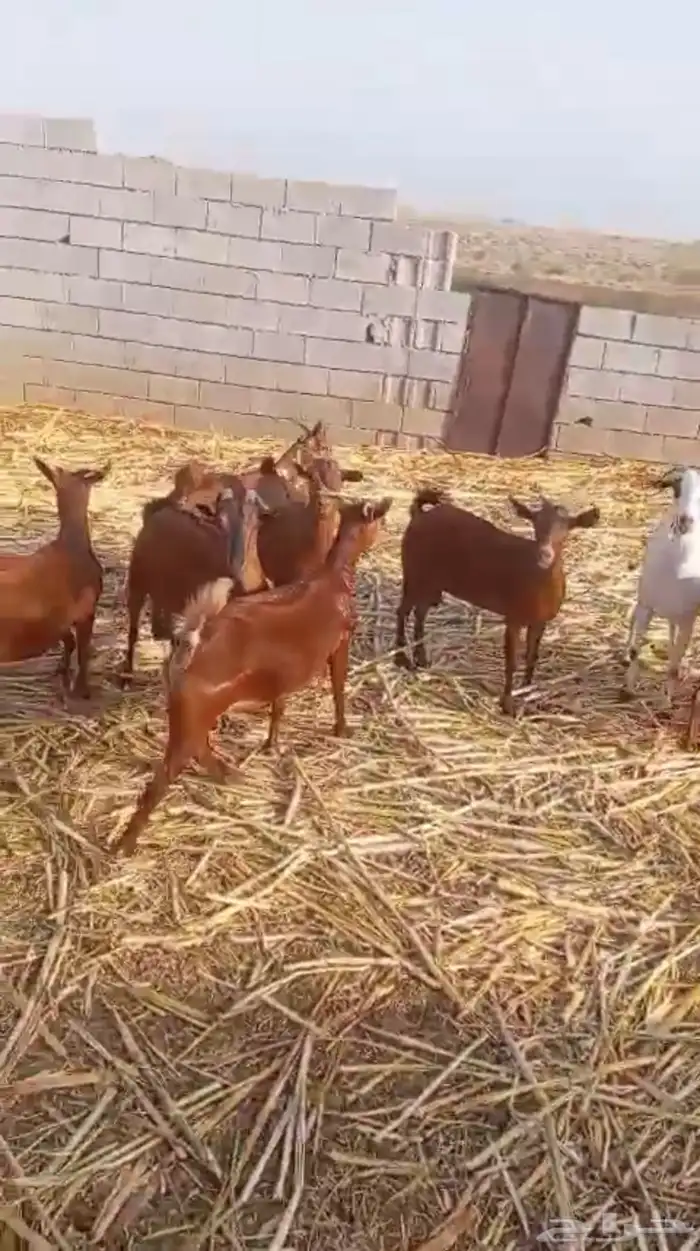 غنم للبيع 0