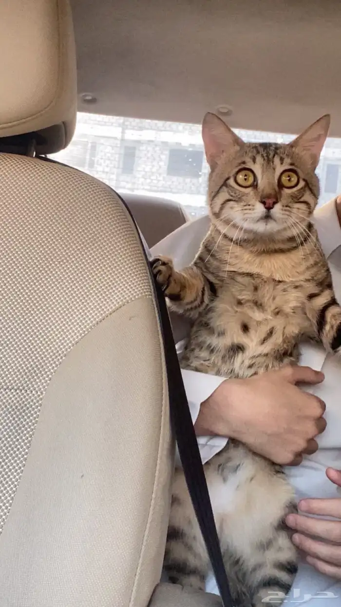 بسه ذكر ضايعه 9