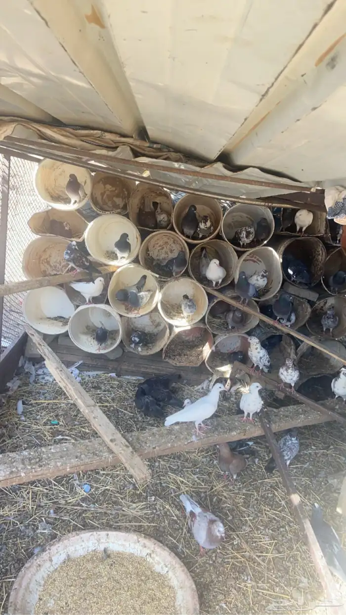 حمام بلدي شرط وإنتاج ماشاءالله عليه. التواصل 2