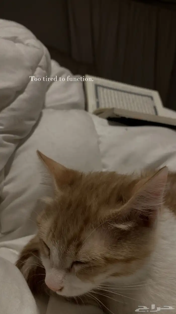 للتبني 1
