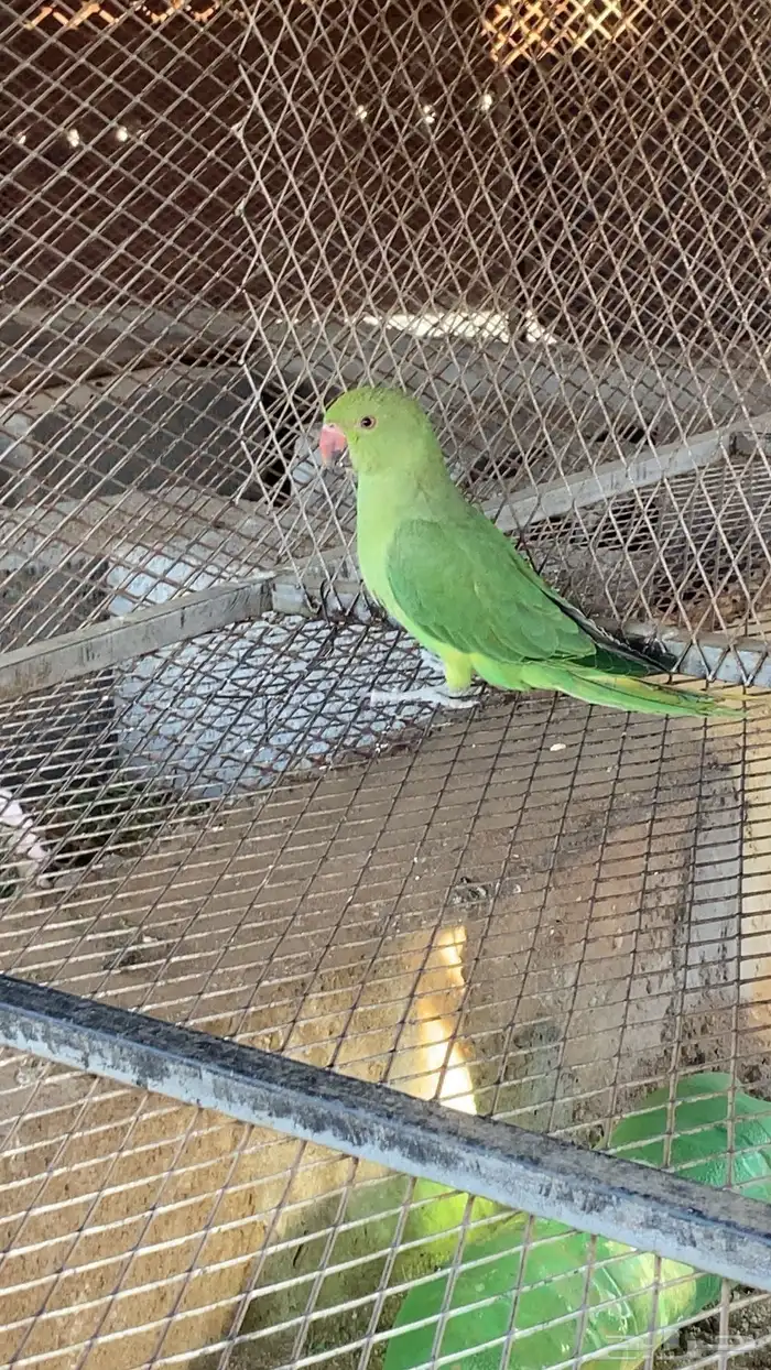 ببغاء دره هندي 0