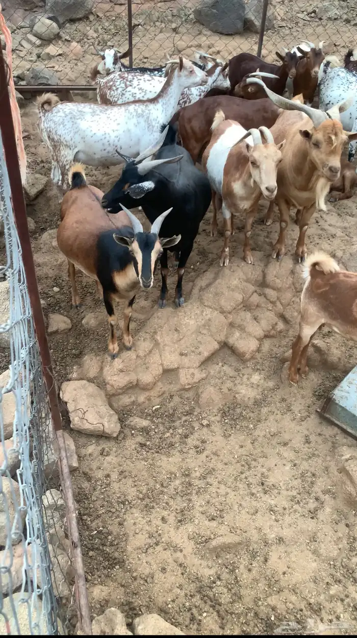 ماعز كفووبلدي وحلالي الماعز40فيها6عنقان و4تيوس و2صغار 1