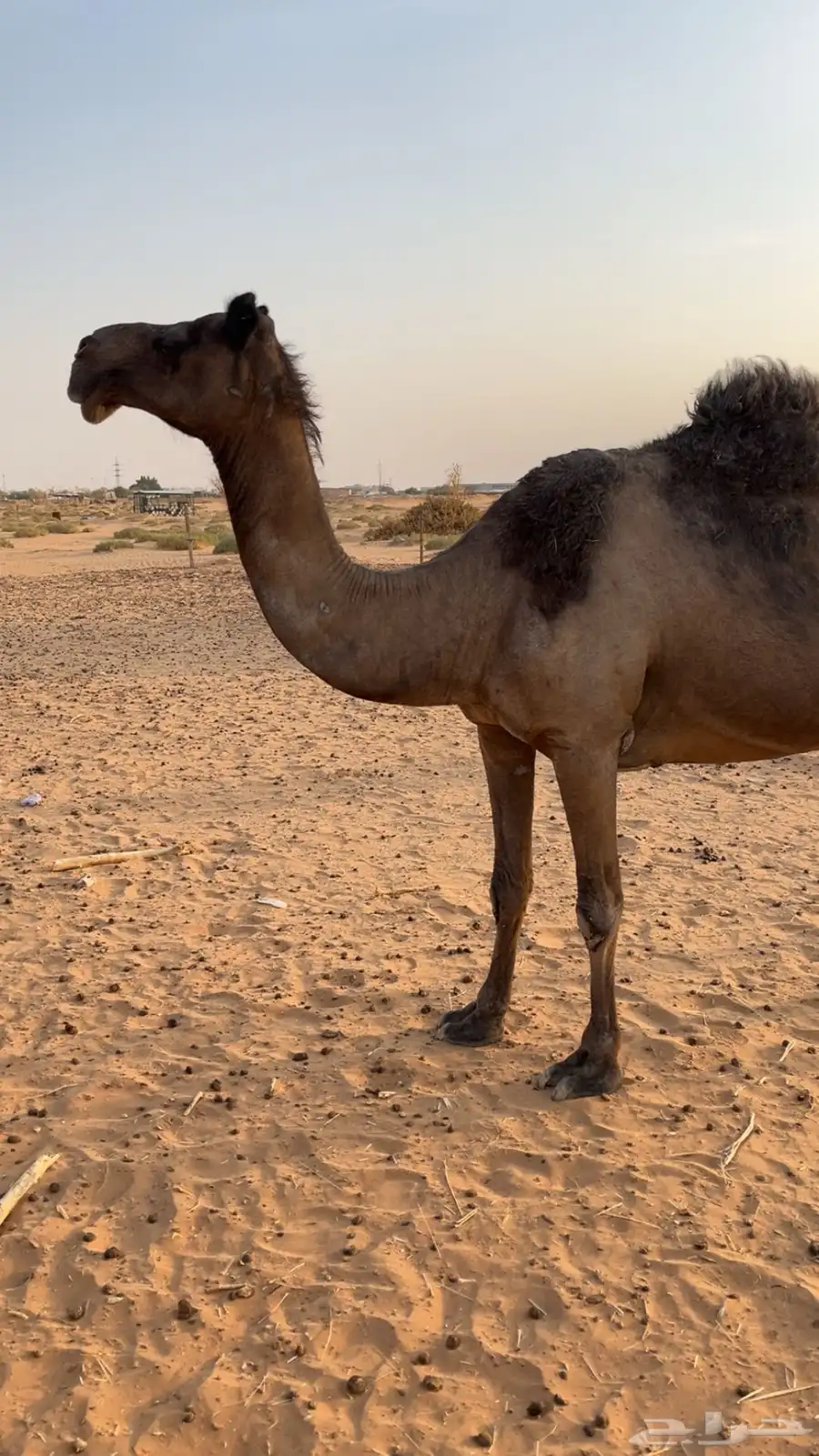 خفوت 2