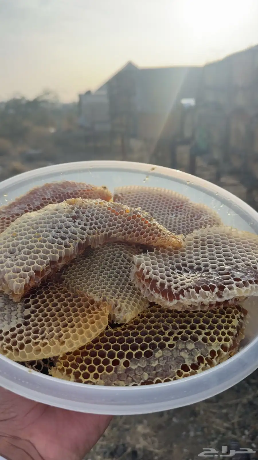 عسل طلح (شمع وصافي ) 6