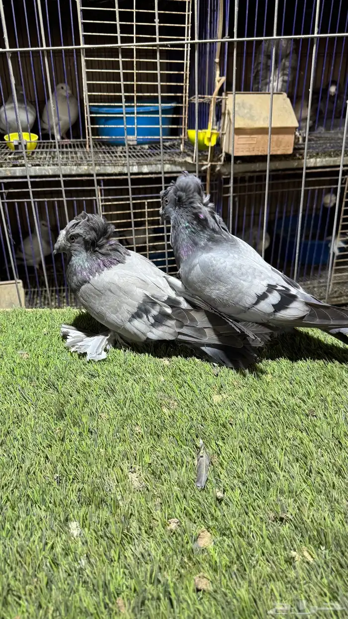 حمام بخاره 8