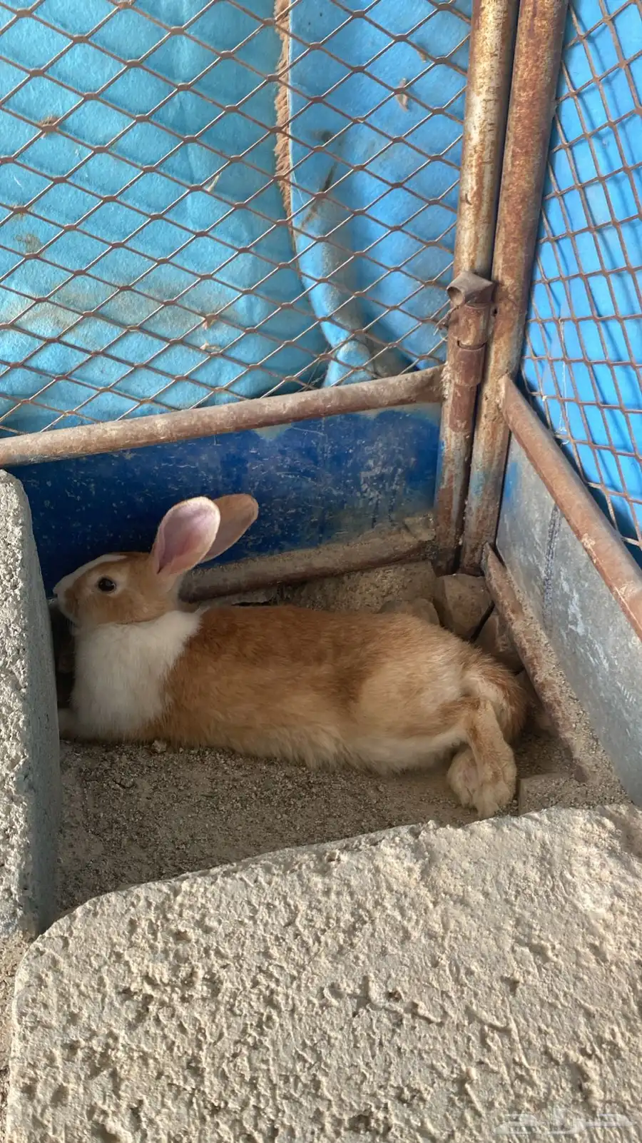 أرانب حامل وا على وجه ولده 0