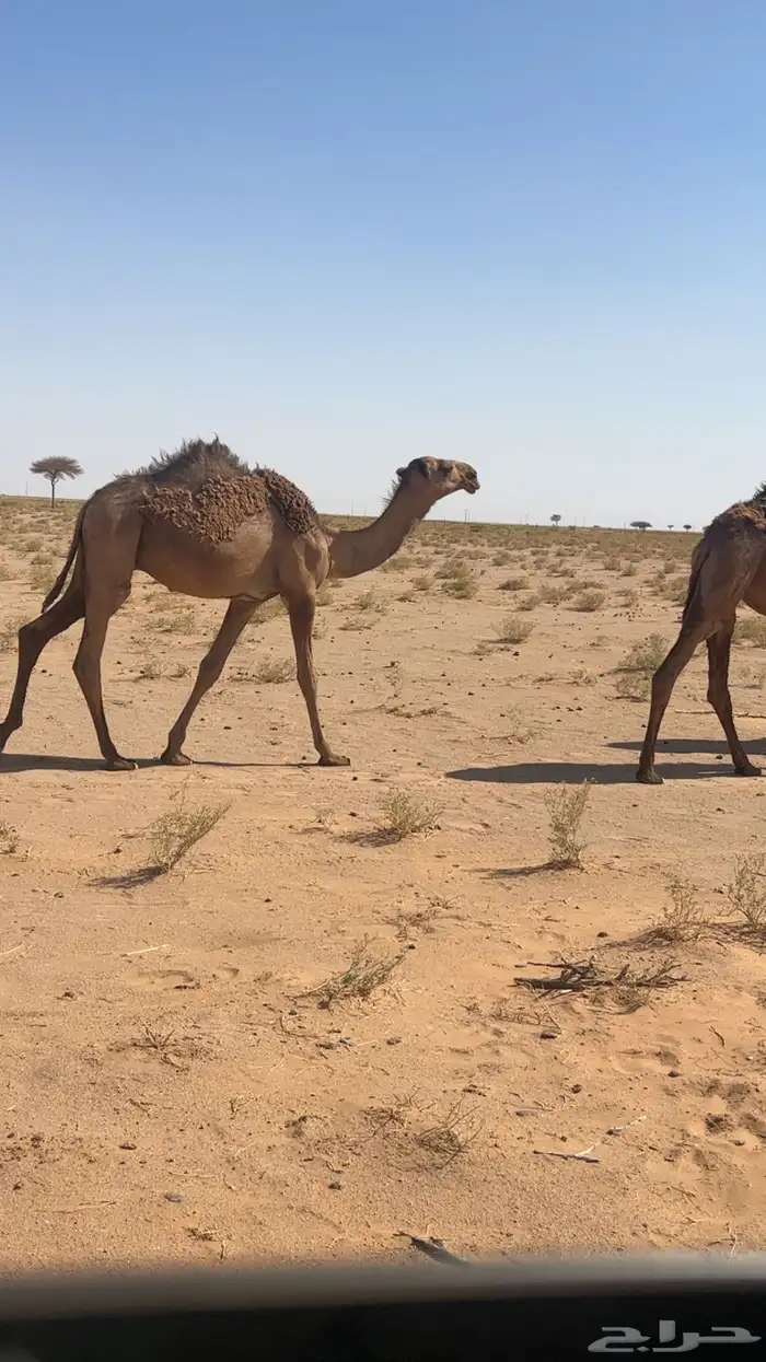 قعود مفرود 3
