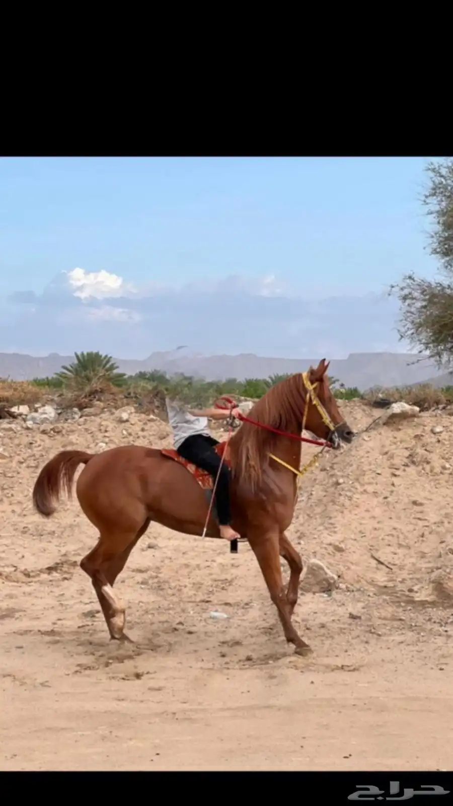 فرس شعبيه 2