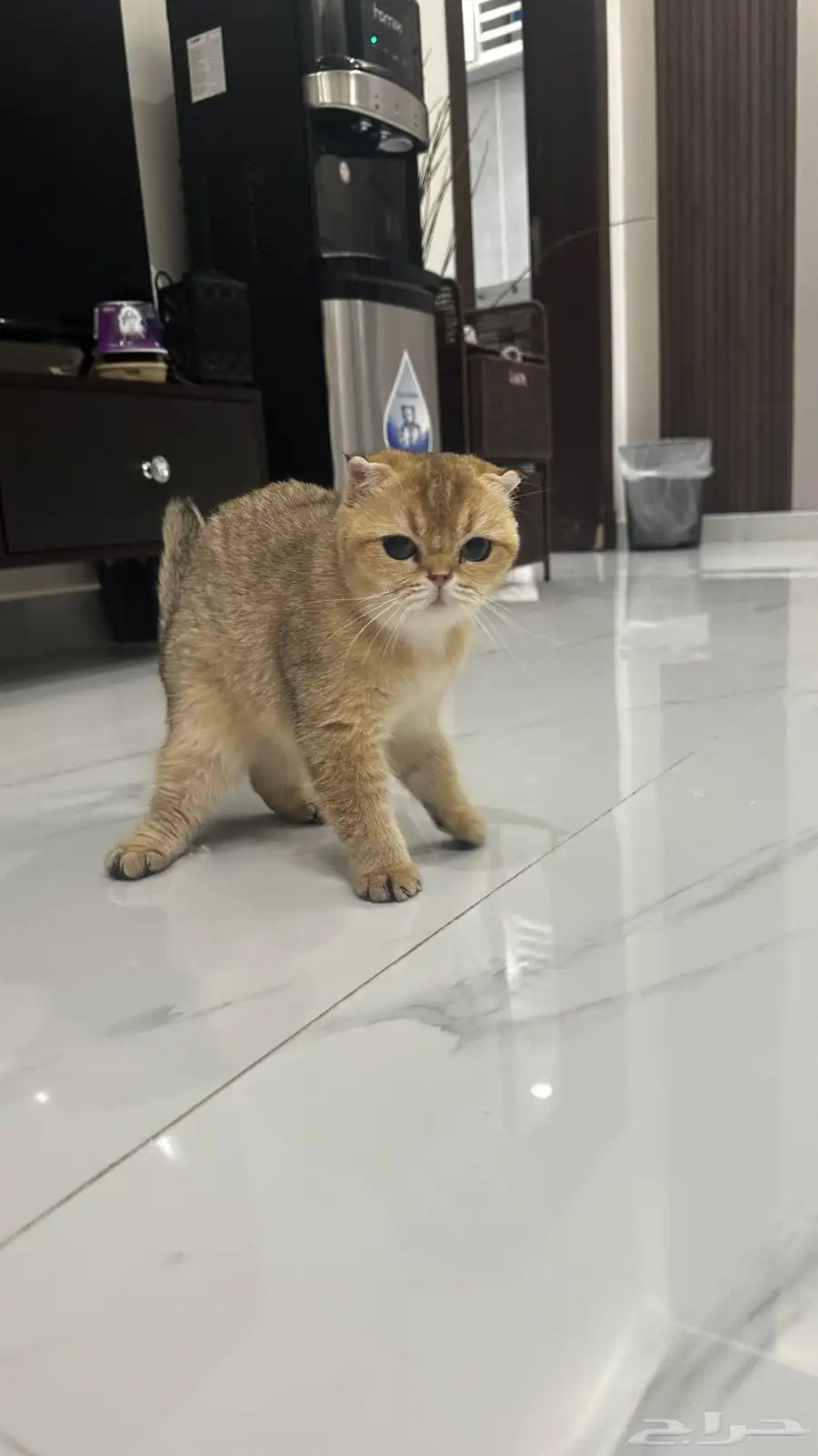 قطة سكوتش فولد بيور 4