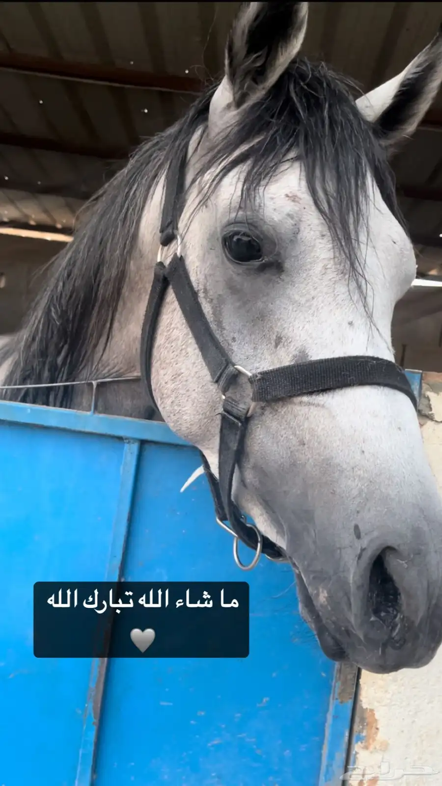 حصان ورق 3