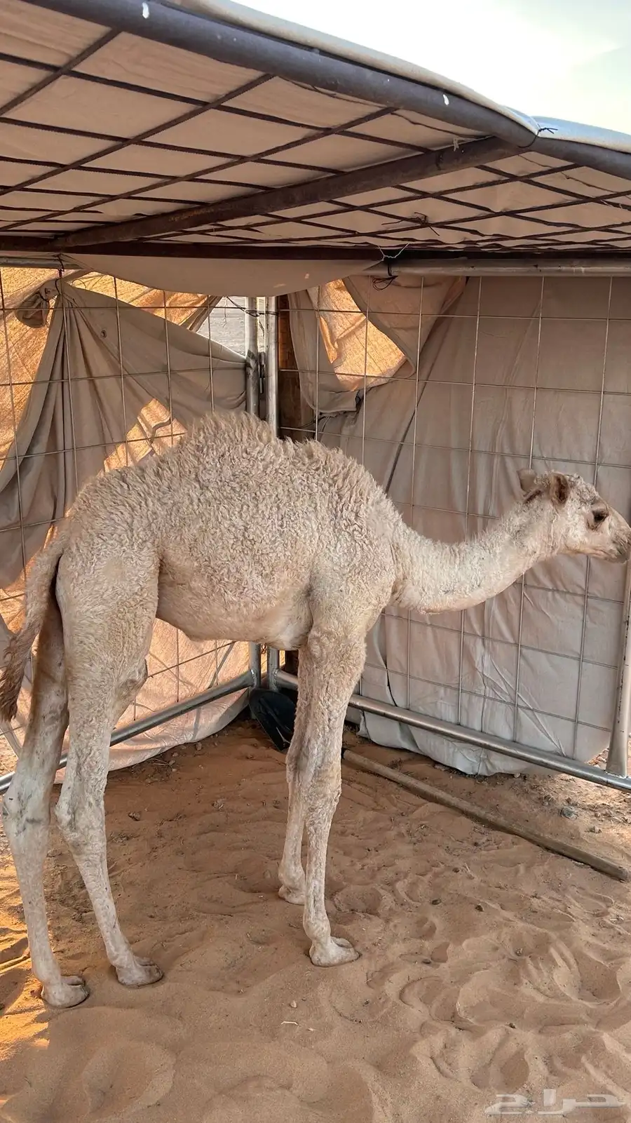 حوار للبيع 2