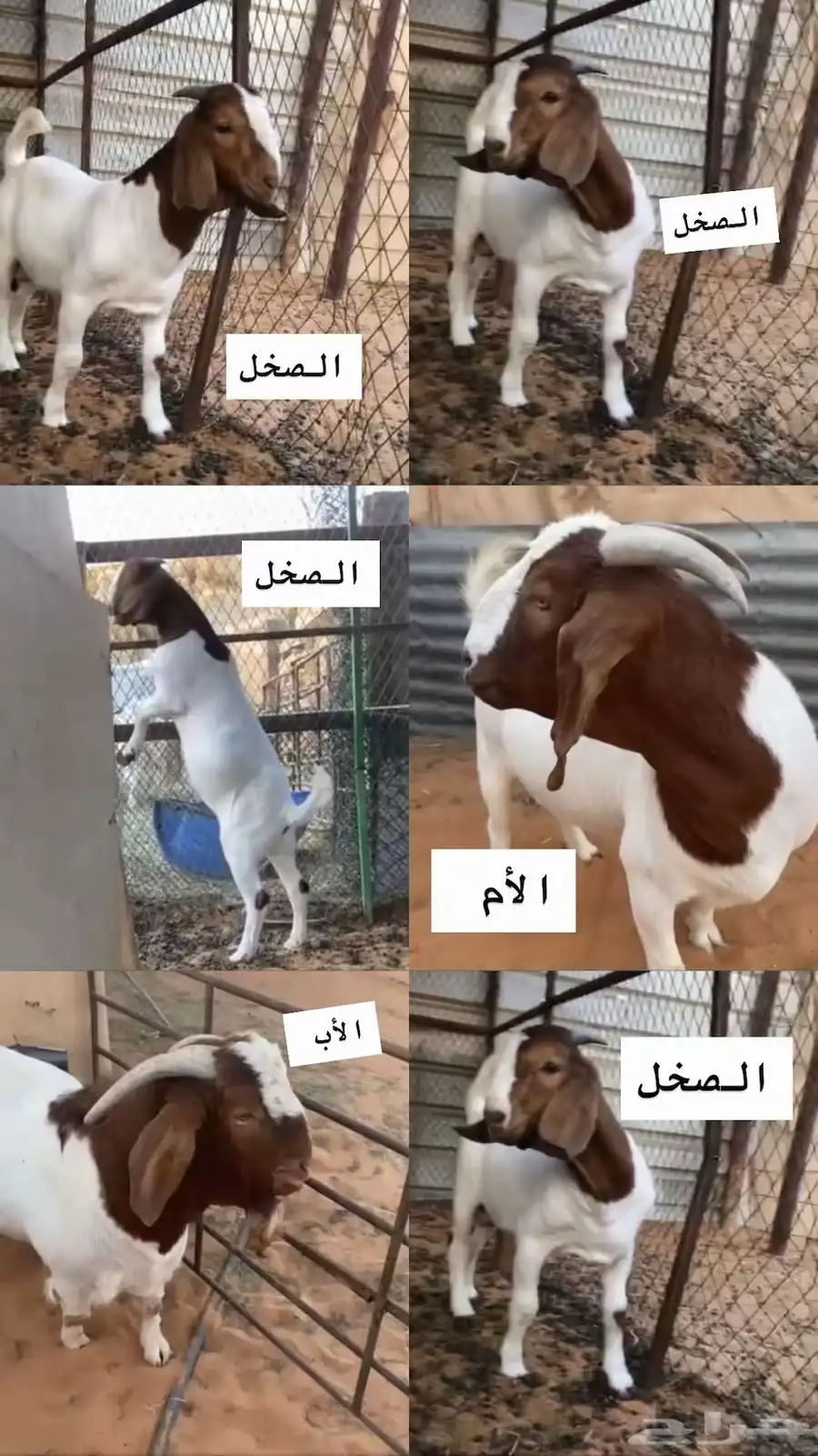 مشروع فحل بورقت صافي 0