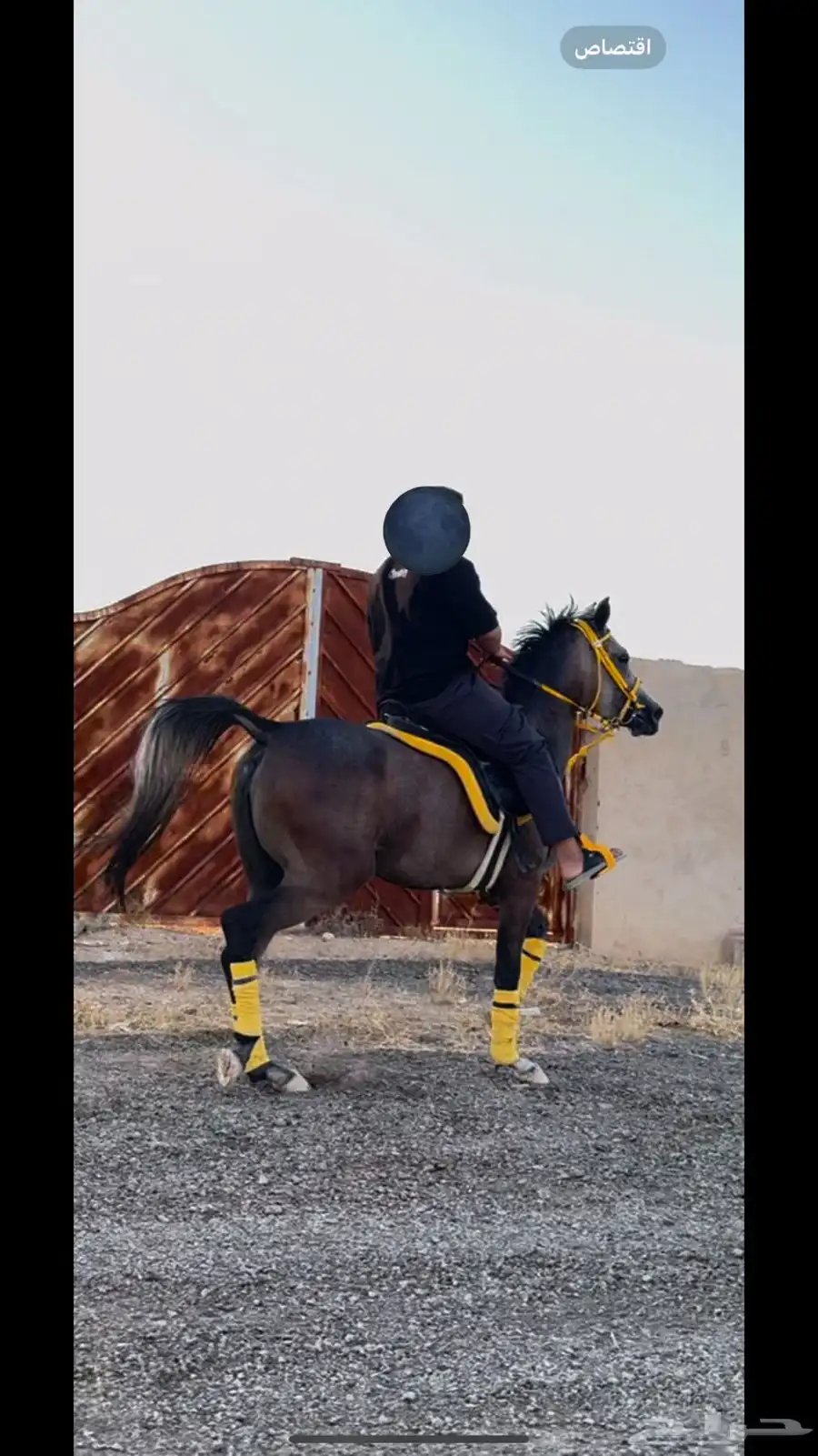 فرس شعبية شيخه 0