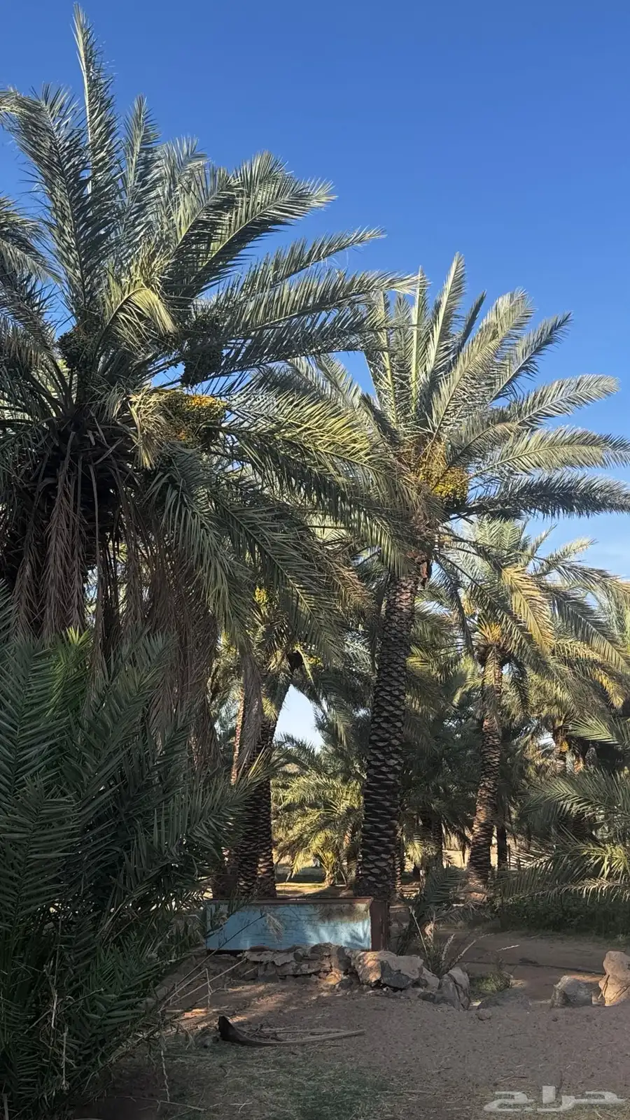 طلع نخل للبيع 3