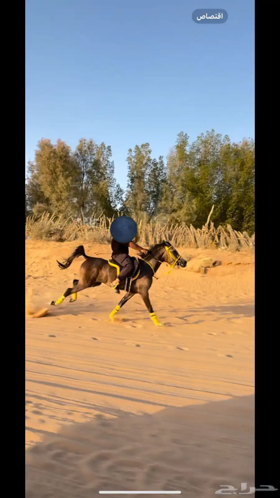 فرس شعبية شيخه 1