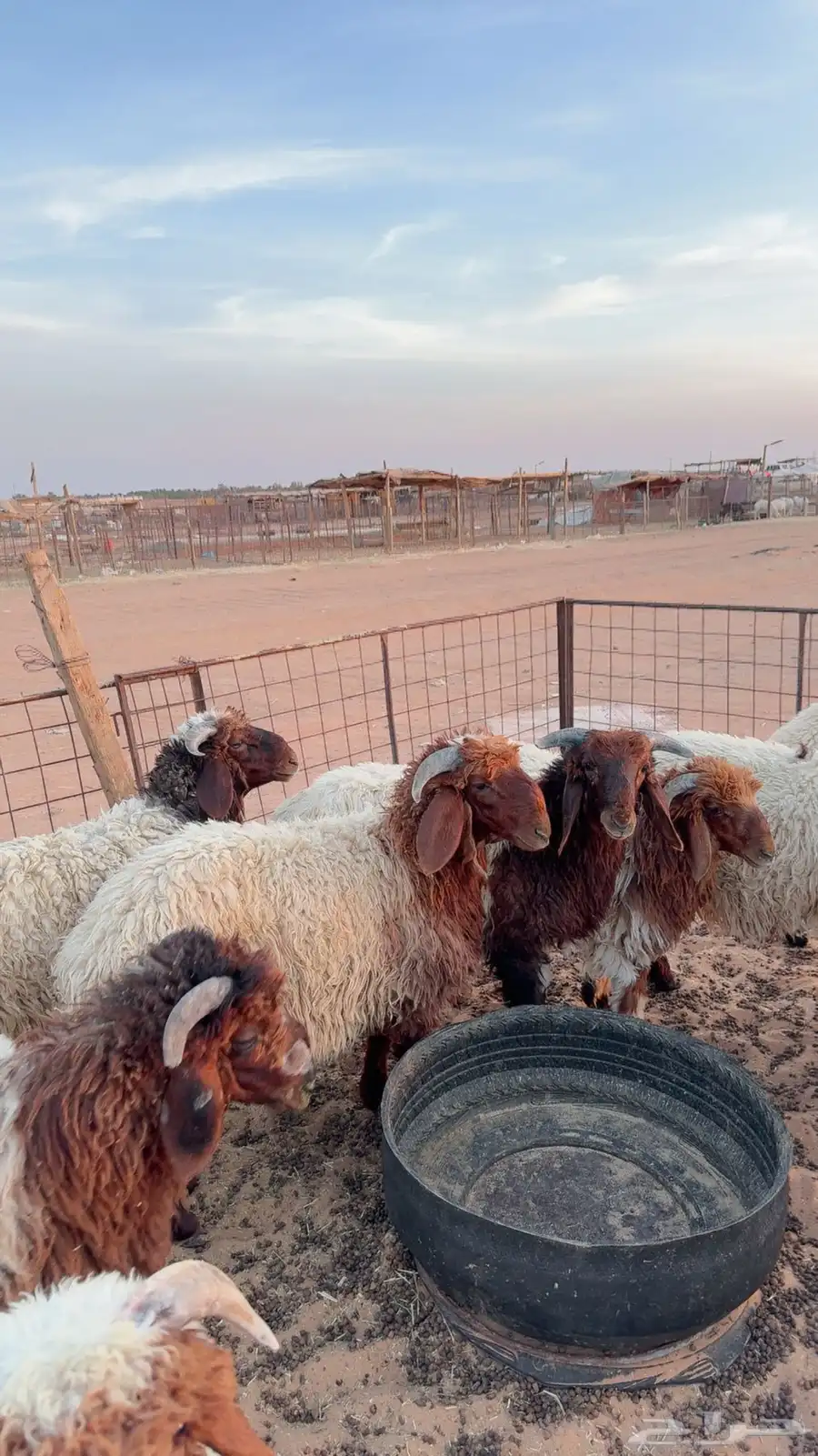 12خروف نعيمي بلدي فاخر ( بريدة) 0