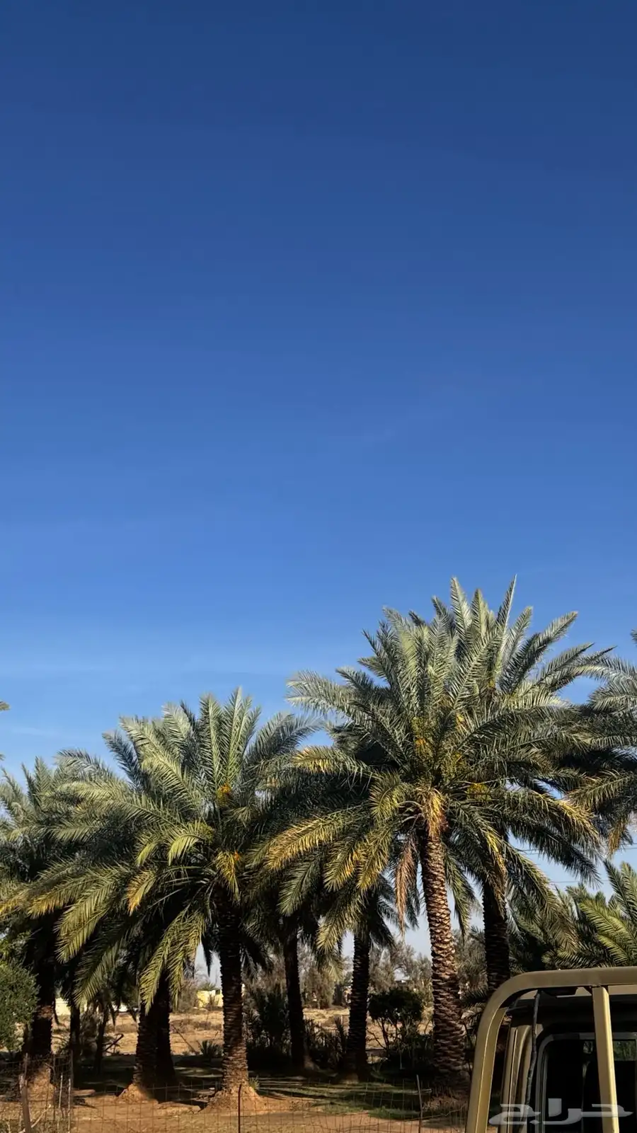 طلع نخل للبيع 2