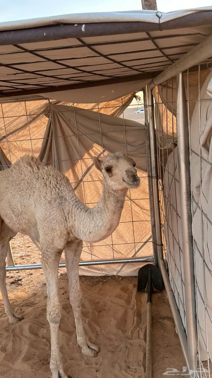 حوار للبيع 0