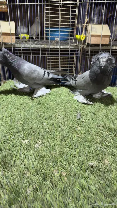 حمام بخاره 10