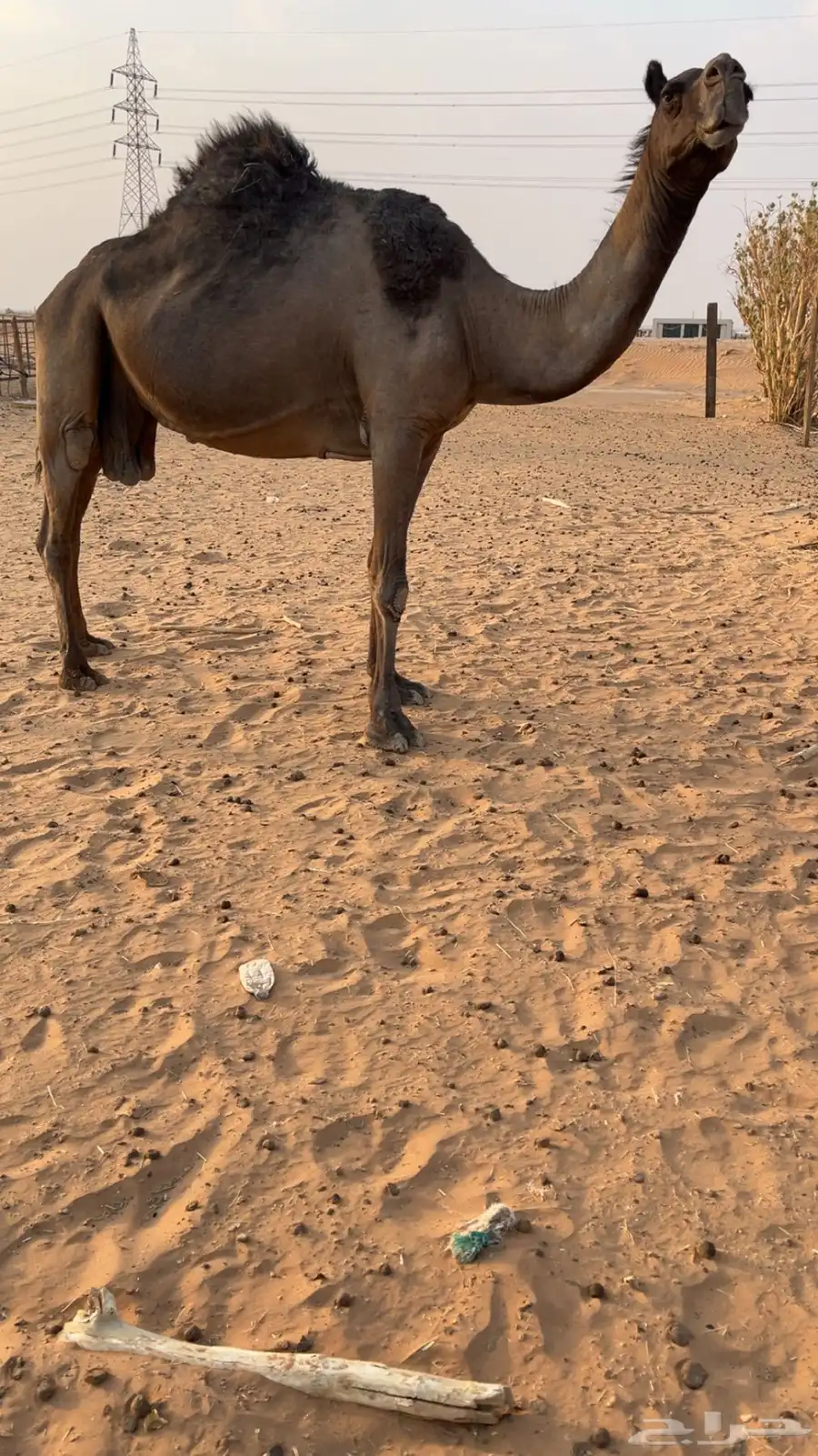 خفوت 3