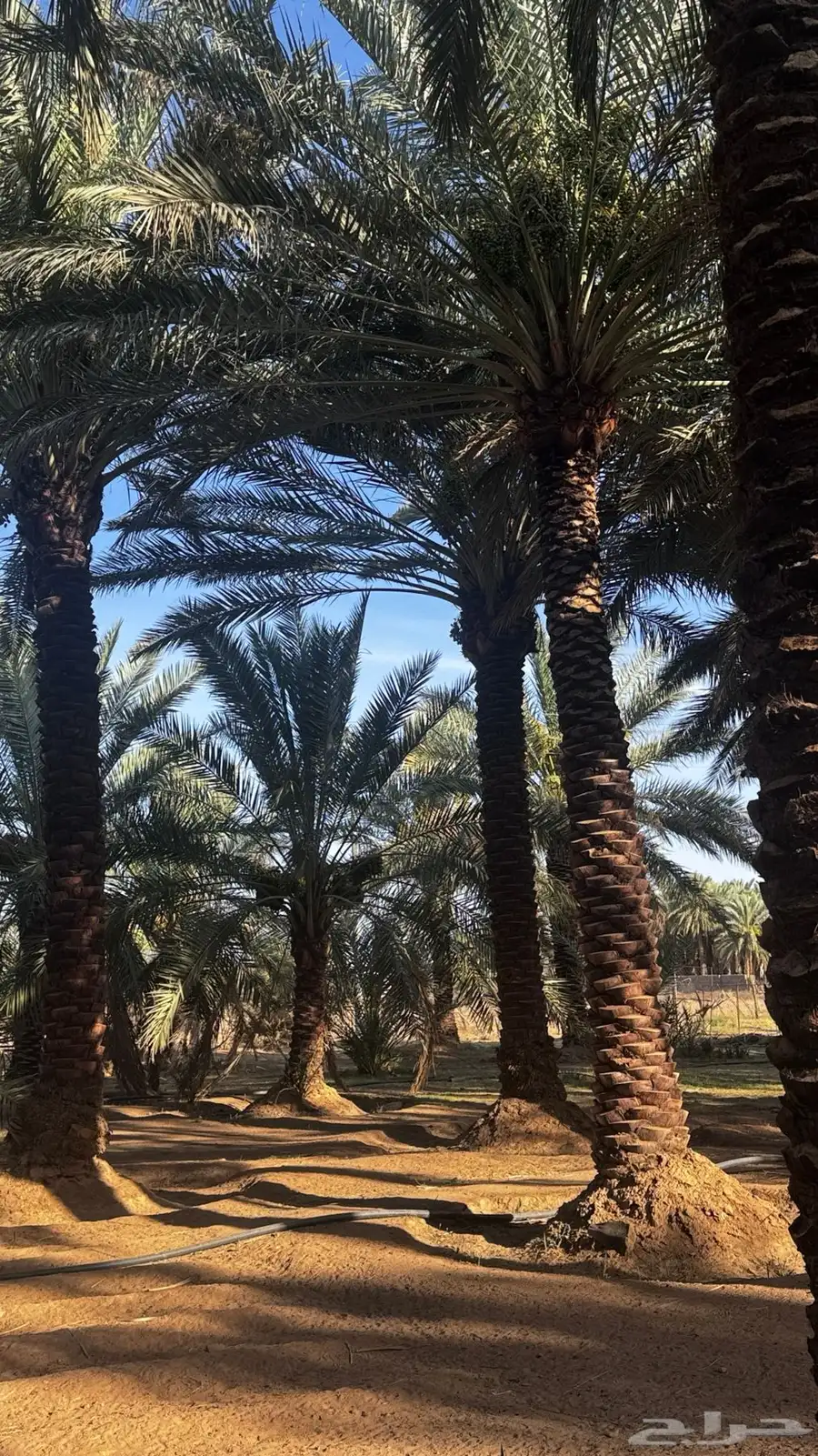 طلع نخل للبيع 6