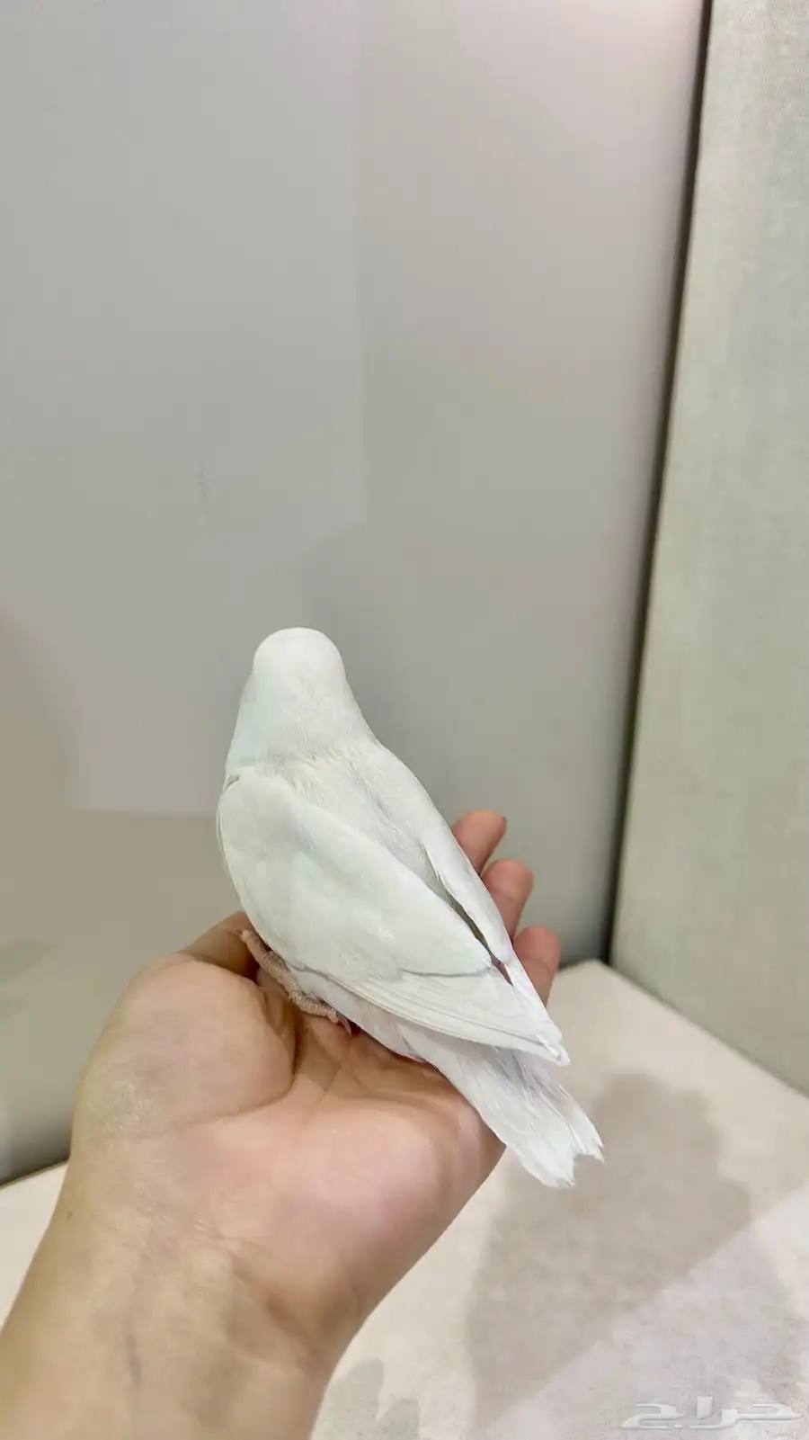 روز 4