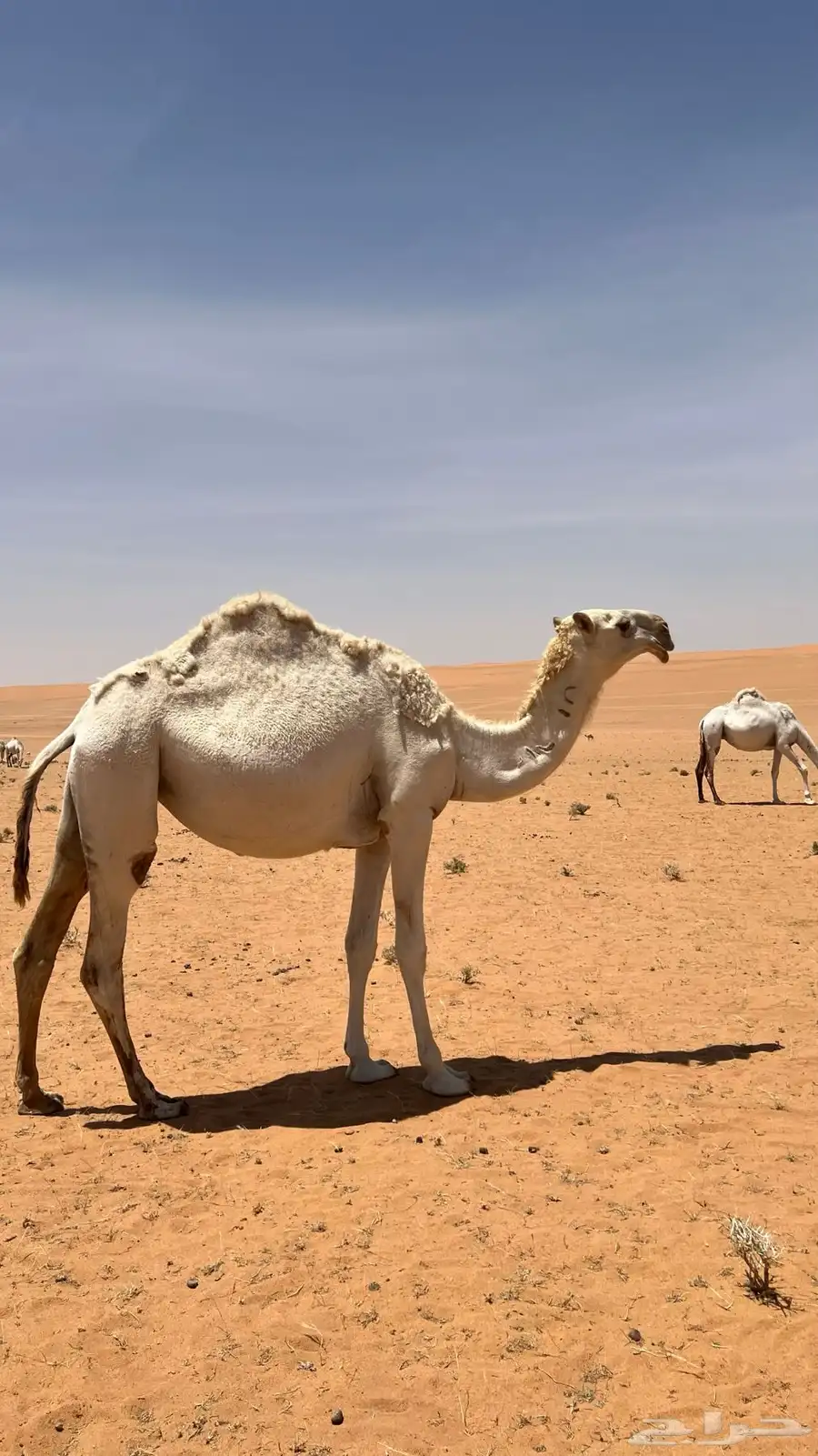 للبيع بكره رمانيه 3