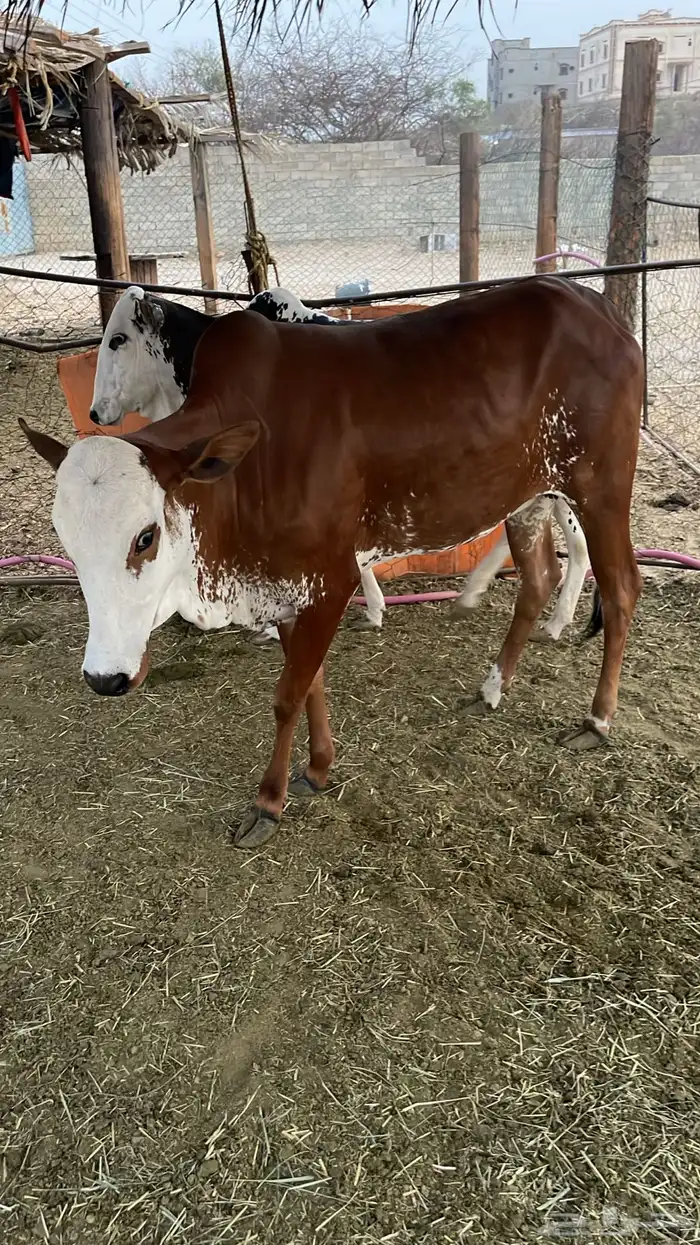 بقر للبيع 4