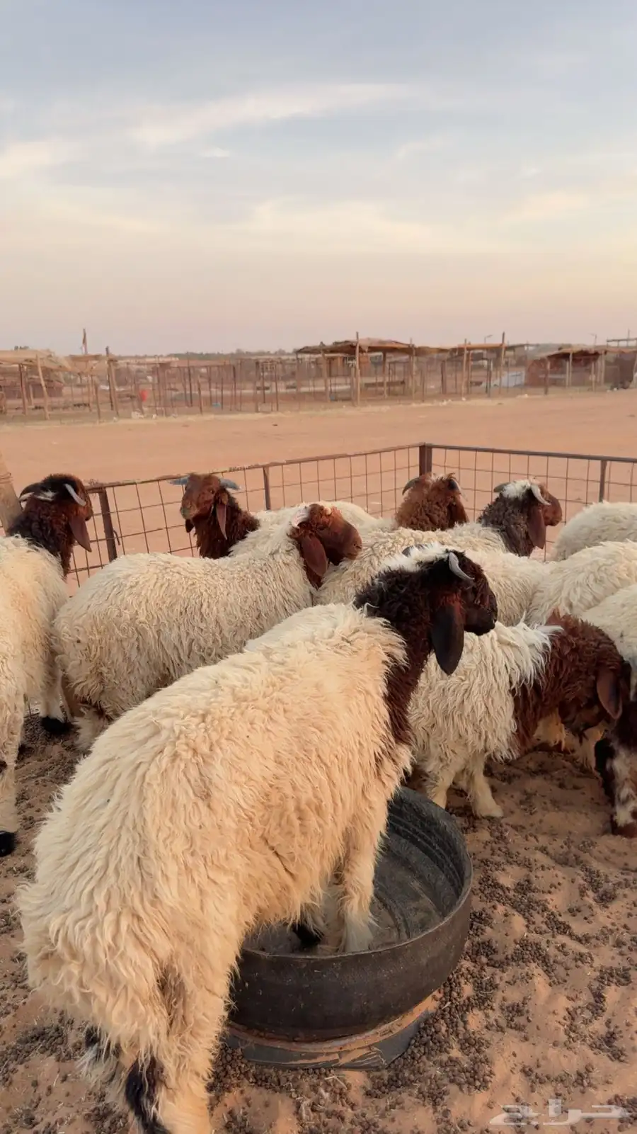 12خروف نعيمي بلدي فاخر ( بريدة) 5