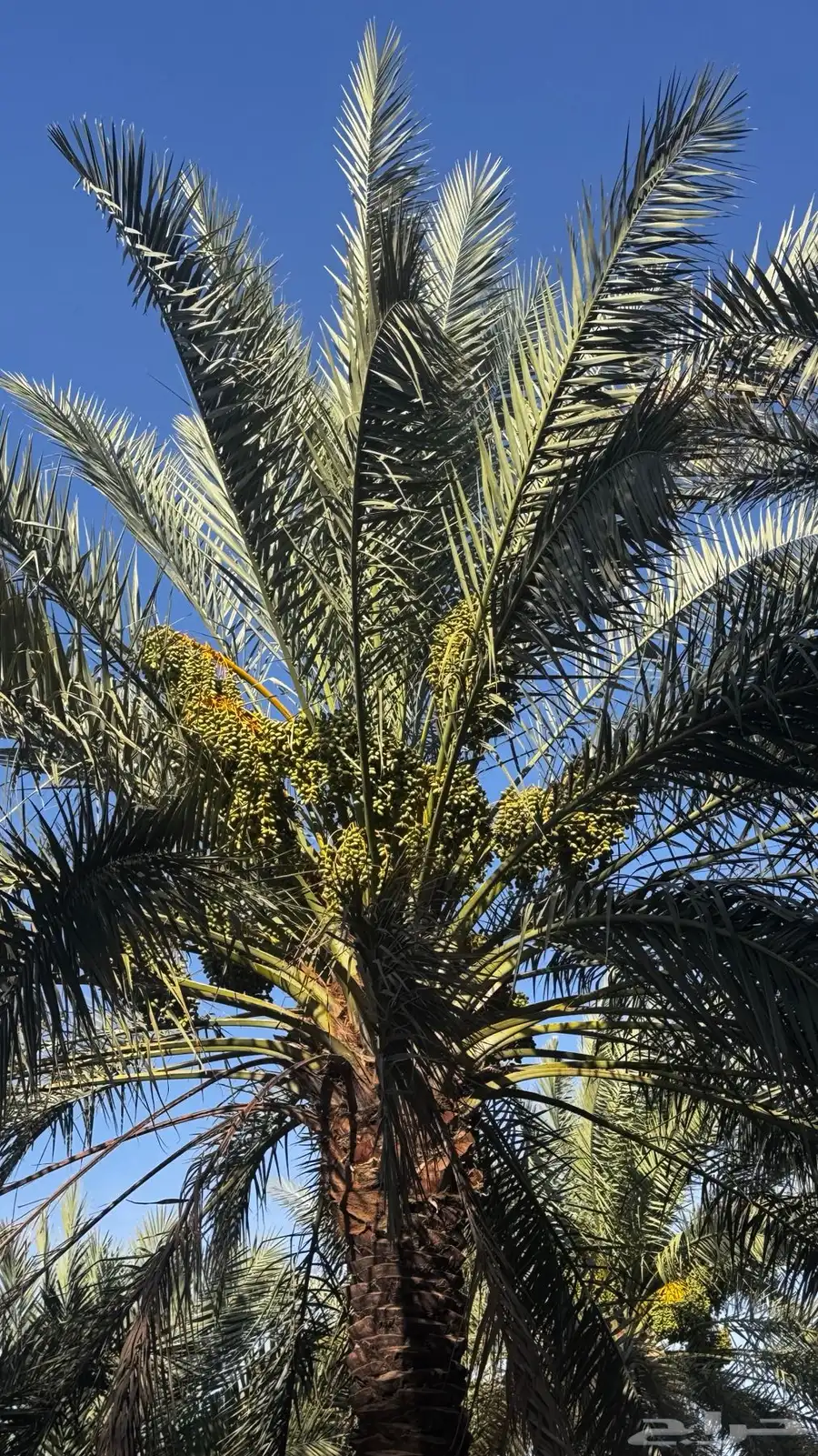 طلع نخل للبيع 5